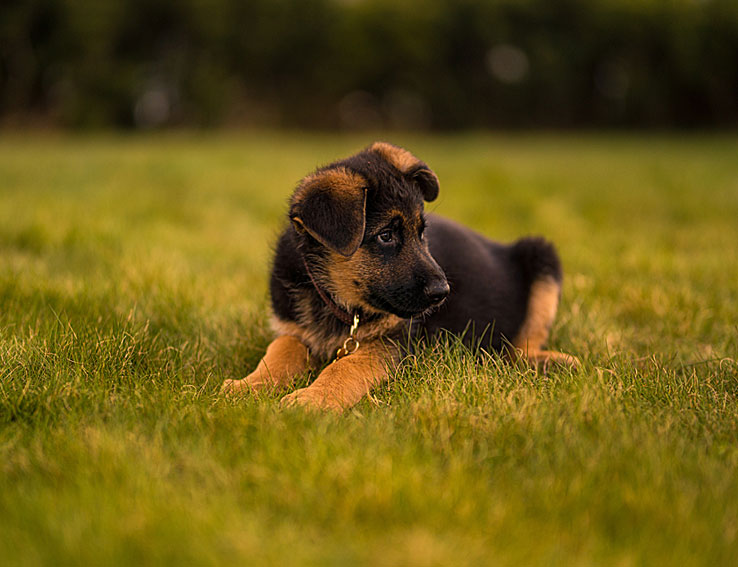 Best Chew Toys for German Shepherd Puppies