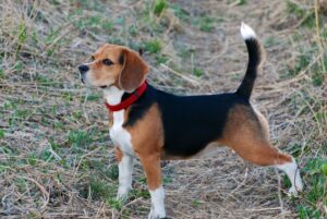 top dog breeds for 2023