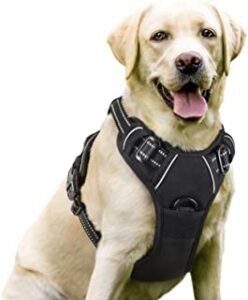 Best Dog Harness