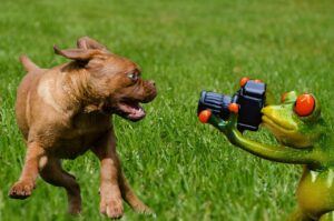 Dog Photography Tips