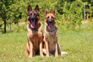 top dog breeds for 2023