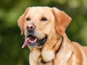 top dog breeds for 2023